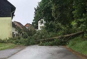 Baum auf Straße